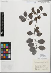 Foto von Salix myrsinifolia Salisb.
